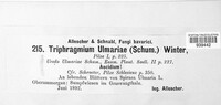 Triphragmium ulmariae image